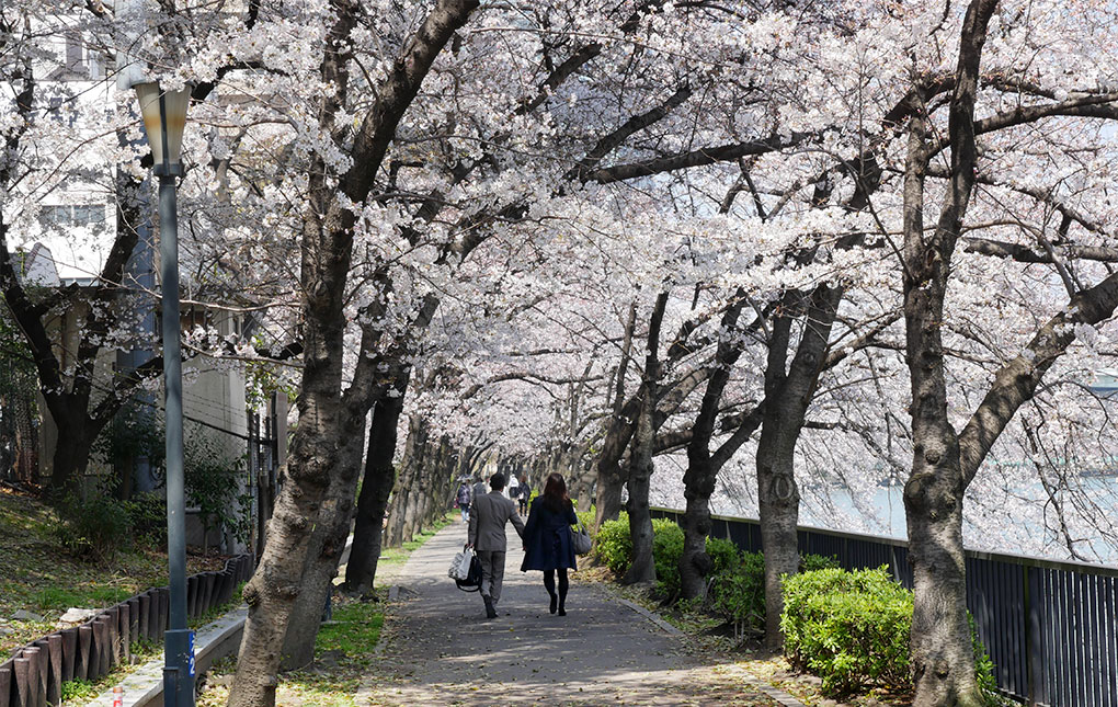 Sakura no miya in Osak