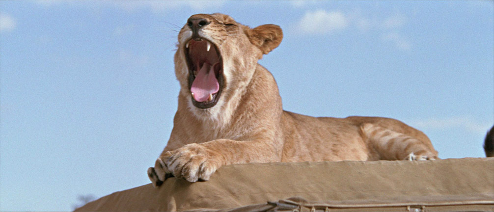 The lion roars a yawn
