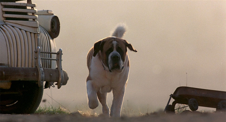 In King's book and the 1983 film adaptation under review here, Cujo is...