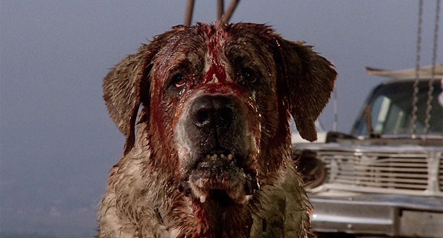 The rabid Cujo watches on