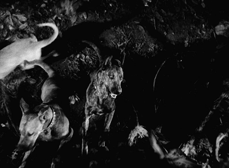 The hounds of Zaroff