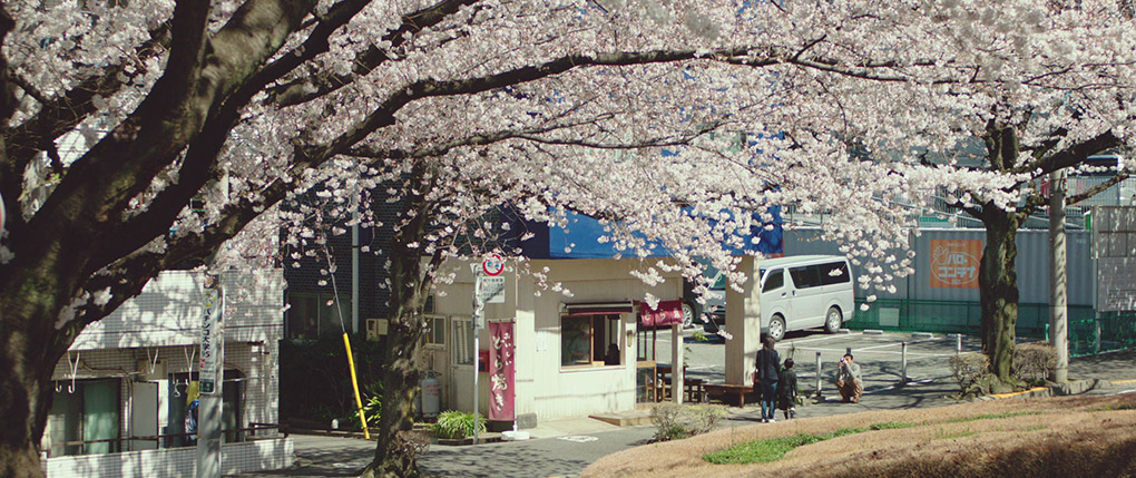 Sakura (cherry blossom)