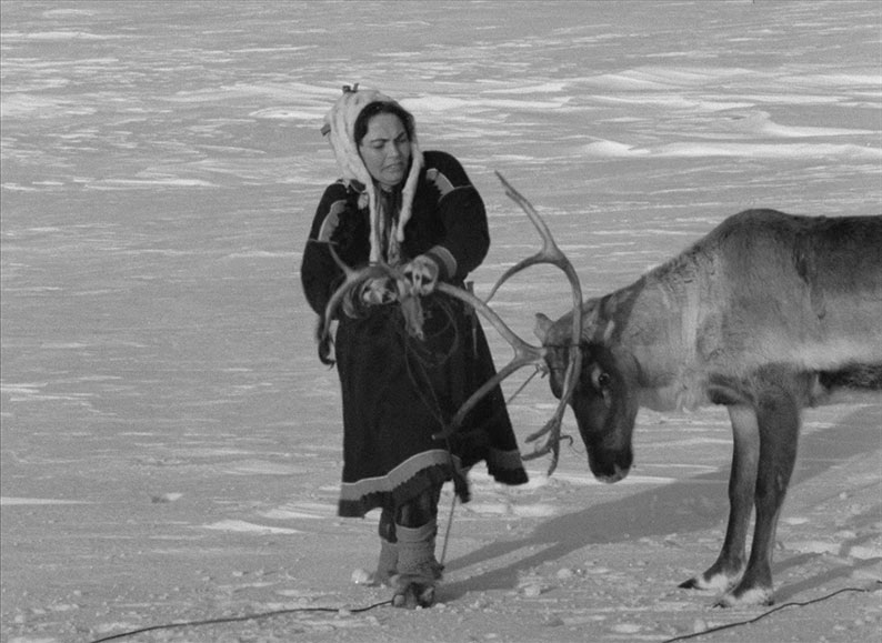 Pirita wrestles a reindeer to the ground